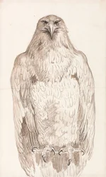 Adler auf einer Stange